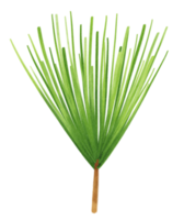 ilustração em aquarela de planta de pinheiro png