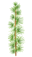 Pine branch illustrations watercolor styles png