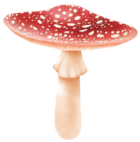 ilustração em aquarela de cogumelo agárico voador png