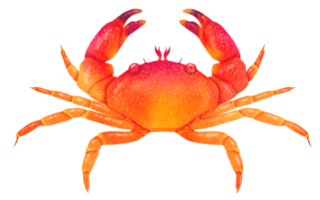 aquarelle de crabe de mer peinte à la main png
