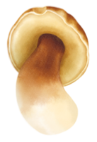 illustrazione dell'acquerello di funghi porcini o porcini png