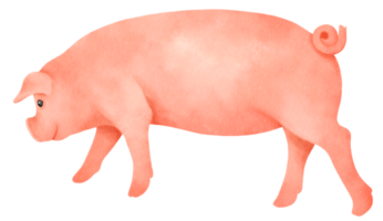 linda ilustración de acuarela de cerdo png