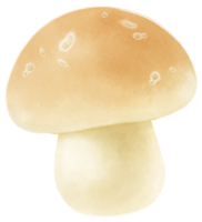 ilustração em aquarela de cogumelo png