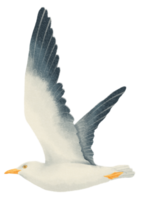 aquarelle de mouette volante png