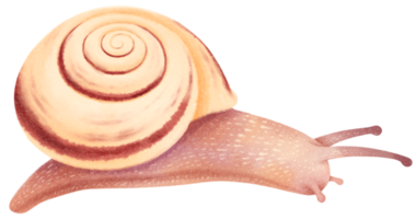 Snail watercolor illustration png