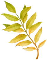 style aquarelle de feuilles tropicales pour élément décoratif png