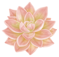 illustrazione dell'acquerello della pianta succulenta rosa