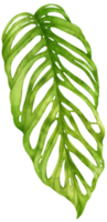 estilo de acuarela de hoja de monstera tropical para elemento decorativo png