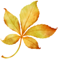 Dried autumn Leaf  watercolor style for Decorative Element png