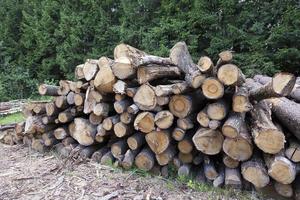 firewood in nature photo