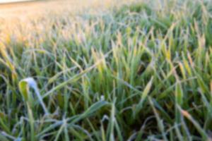 wheat during frost photo