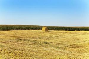 harvesting cereals, Agriculture photo