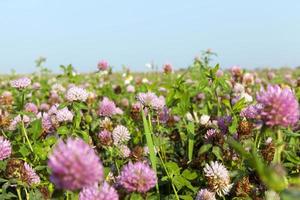 agricultural field with clover photo