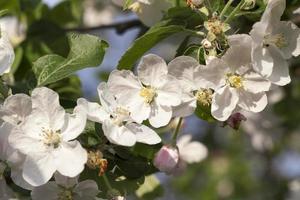 White apple flowers in May photo