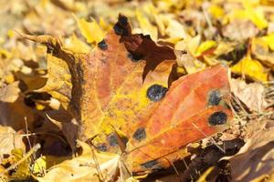 The fallen maple leaves photo