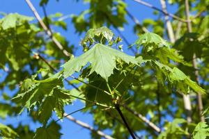 árbol de arce en la primavera foto