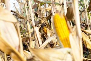 Field corn, agriculture photo