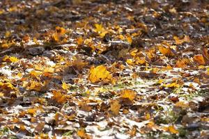 fallen leaves of a maple photo