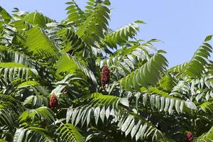 Spring tree foliage. photo