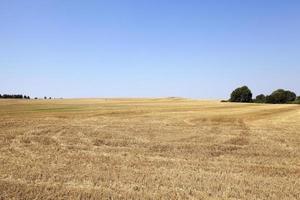 gathering the wheat crop photo