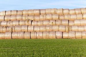 stack of straw in the field photo