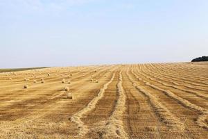 field of wheat photo