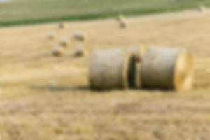 stack of straw in the field photo