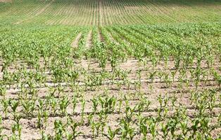 campo de maíz de cerca foto
