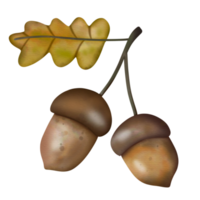 forest acorn watercolor png