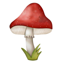 mushroom watercolor illustration png
