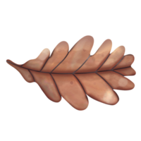 forest acorn leaf watercolor png