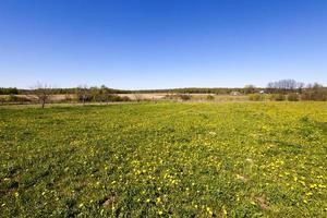 green vegetation, field photo