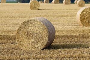 haystacks in a field of straw photo