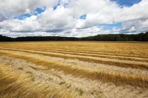 Agricultural field in autumn. photo