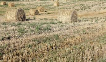 haystacks in a field of straw photo
