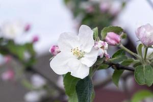 pink apple flowers in May photo