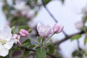 pink apple flowers in May photo