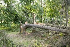 Tronco de árbol roto de cerca foto