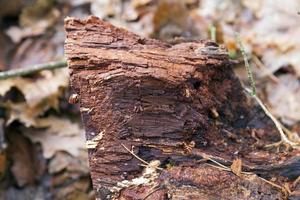 tronco de árbol, primer plano foto