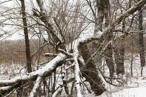 Tree under snow, close up photo