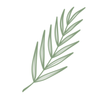 Line Art Leaf png