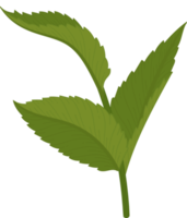 Hydrangea leaf illustration. png