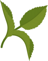 Hydrangea leaf illustration. png