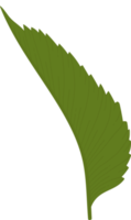 Hydrangea leaf illustration. png