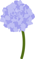 Blue hydrangea flower illustration. png