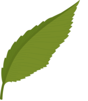 illustration de feuille d'hortensia. png