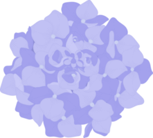 ilustración de flor de hortensia azul. png