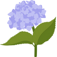 ilustração de flor de hortênsia azul. png