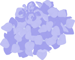 illustrazione di fiori di ortensia blu. png