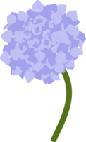 ilustración de flor de hortensia azul. png